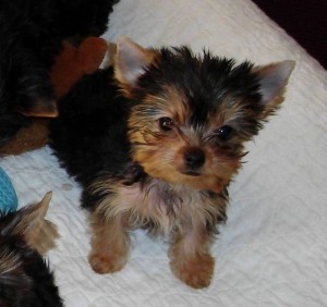 Yorkie Yorkshire Terrier Puppies