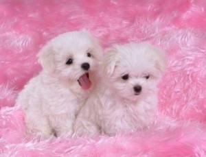 Excellent Maltese Puppies for Adoption