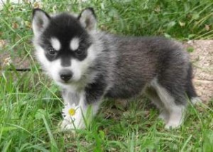 Siberian Husky Puppies! ($400.00)