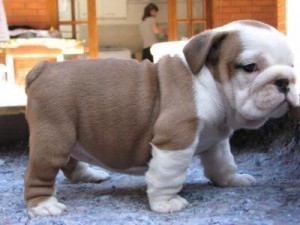 English Bulldog Puppies for Adoption