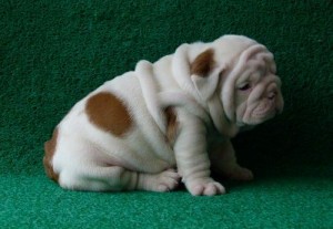 English Bulldog for Adoption