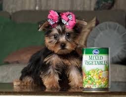 Excellent Yorkie Puppies for Adoption