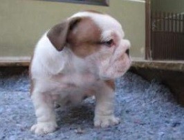 English Bulldog Puppy