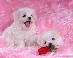 Maltese Puppies For Sale