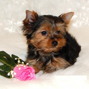 Cute Male and Female Yorkie Puppies for Sale