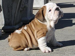 English Bulldog Puppy