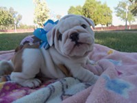 English Bulldog Puppy for Sale