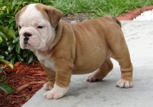 Lovely AKC English Bulldog Puppy!