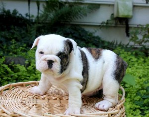 Adorable English Bulldog Puppies