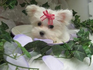 Maltese Puppies for Sale