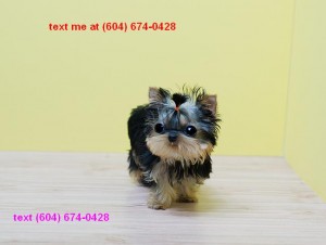 AKC Registered Teacup Yorkie