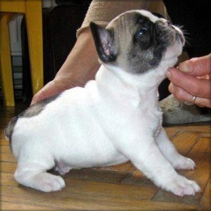 Home Trained French Bulldogs Available Now