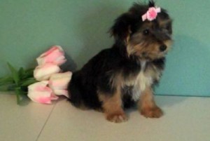 AKC Yorkie Puppies - Male &amp; Female at Good Price