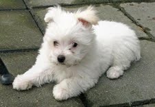 Teacup Maltese Puppies for Rehoming