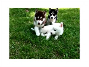 Siberian Husky Puppies for Adoprion