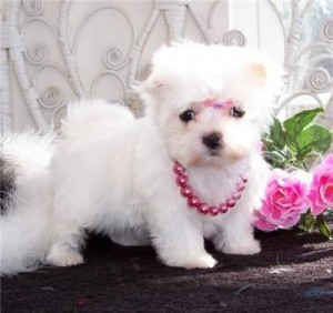 Purebred Teacup Maltese Puppies for Adoption