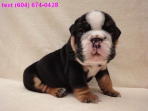 Quality Bulldog Puppies for Sale