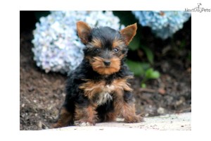 Cute Teacup Yorkie Puppy for Adoption