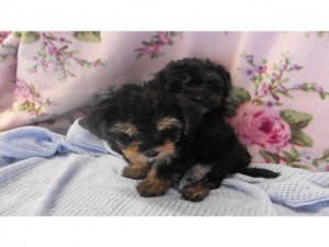 Yorkshire Terrier Puppies