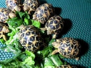 Tortoises available