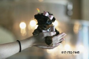 YORKSHIRE TERRIERS (TEACUP)