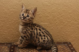 Savannah Kittens Available Now