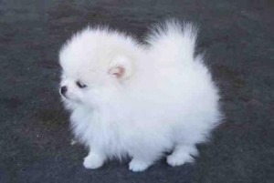 Pomeranian Puppies for Adoption