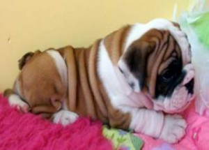 English Bulldog Puppy