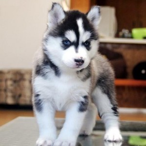 Sweet Siberian Husky Puppy