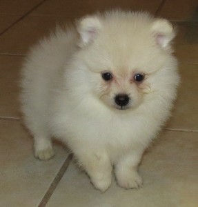 Cute White Pomeranian For Adoption