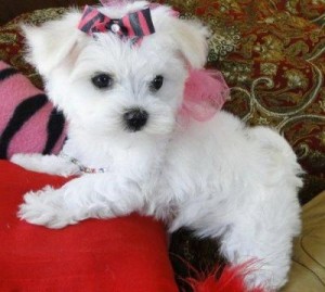 Maltese Pups for Adoption