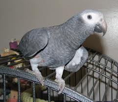 African Grey Parrots Available Soon