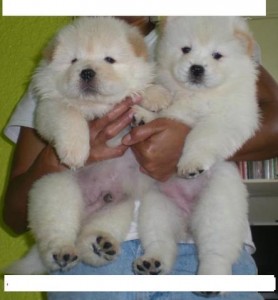 HEALTHY CHOW CHOW PUPPIES FOR SALE