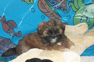 Purebred Shih Tzu Puppies