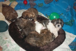 Purebred Shih Tzu Puppies