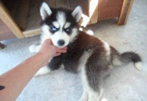 ***Siberian Husky Puppy***