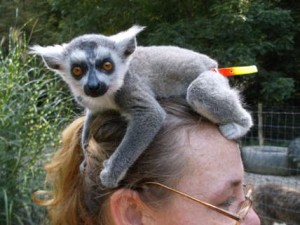 Brown Lemur Monkeys