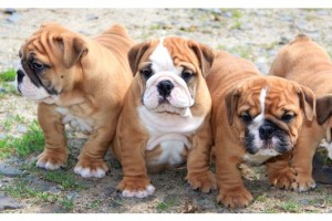 Wonderful English Bulldogs