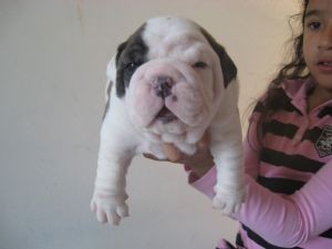 Miniature English Bulldog Puppies Available