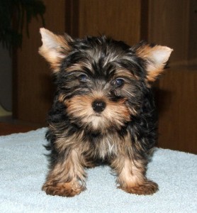 Two Teacup Yorkshire Terrier Puppies