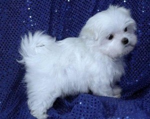 Miniature Maltese Puppies Available