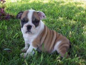 Cute and Beautiful English Bulldog