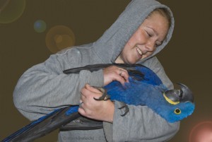 Blue Macaw Parrot