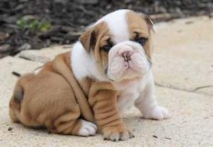 Cute and Lovely English Bulldog Puppies