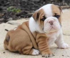 English Bulldog Puppies