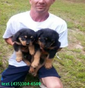 Male and Female Rottweiler Puppies