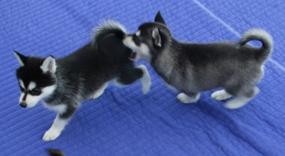 Beautiful Husky Puppies for Adoption