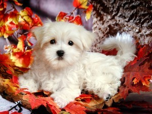Trained Maltese Puppies