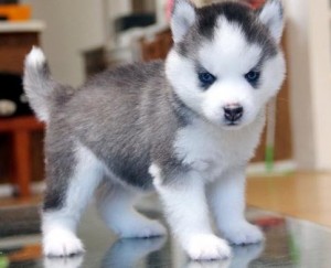 Huskies Puppies Available Now