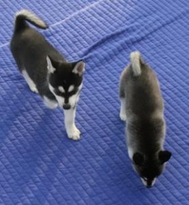 Siberian Husky Puppies for Adoption